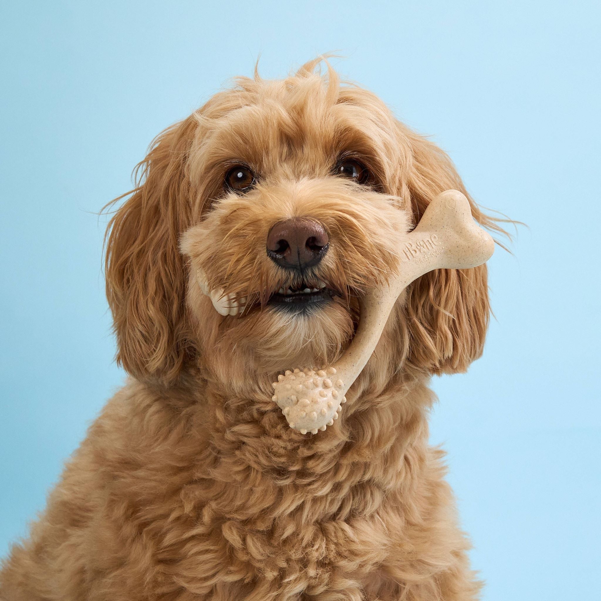 Eco-Friendly Pets